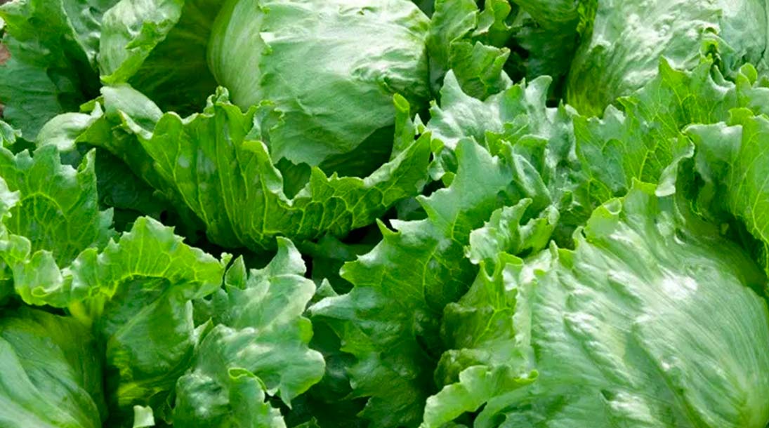 Producto estrella Fresh&Star: La lechuga